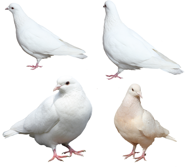 Columbidae White Pigeon Free Clipart HQ PNG Image