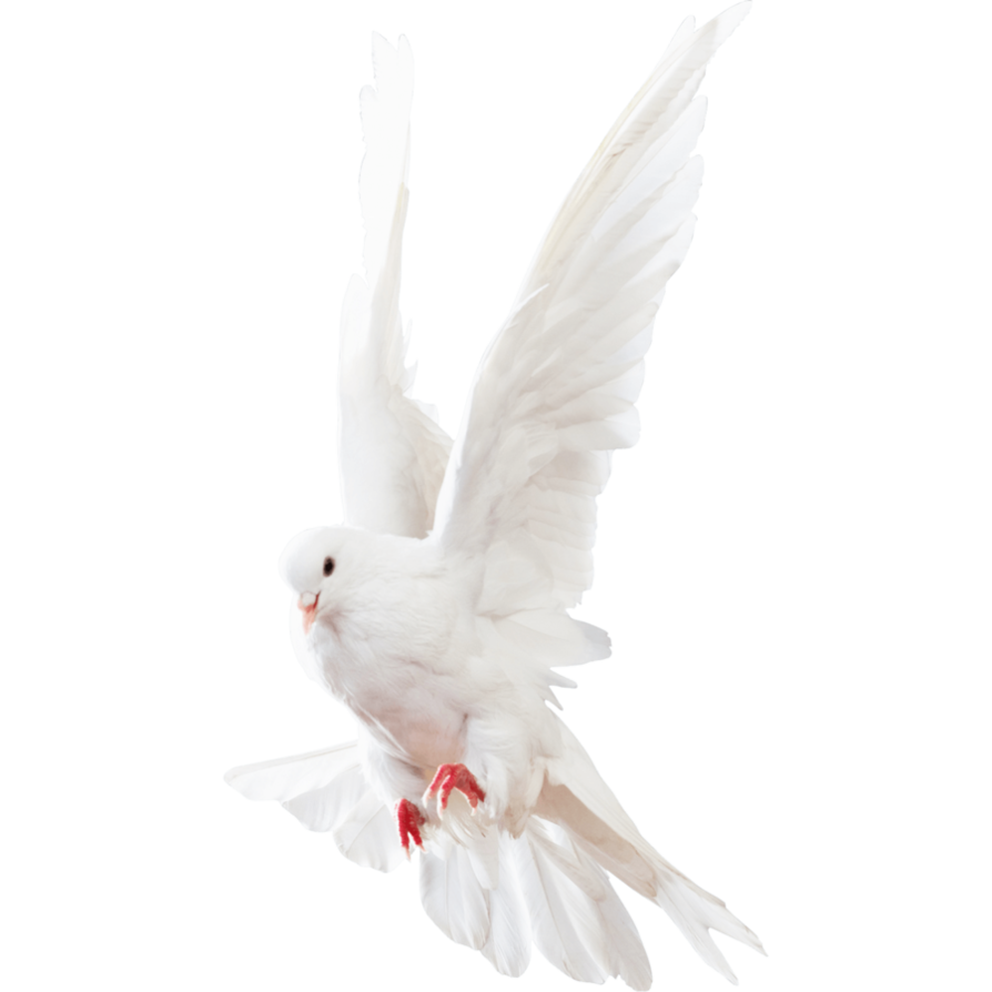 Columbidae White Pigeon Download HD PNG Image