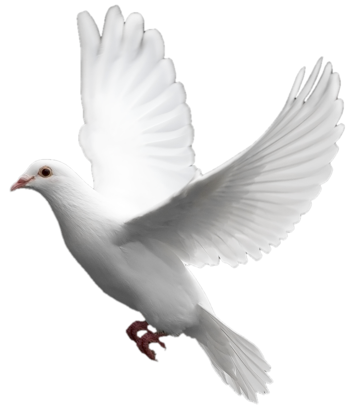 Columbidae White Pigeon Free Photo PNG Image