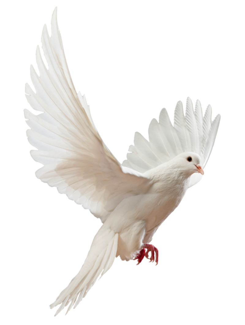 Photos Flying Pigeon Peace Download HD PNG Image