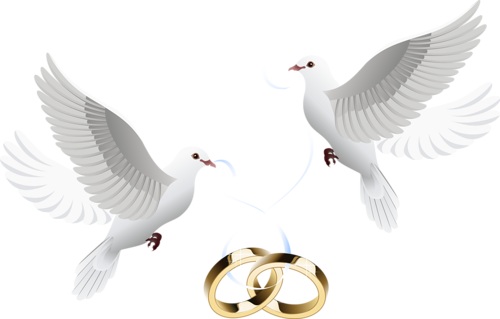 Pic Flying Pigeon Peace Free Transparent Image HQ PNG Image