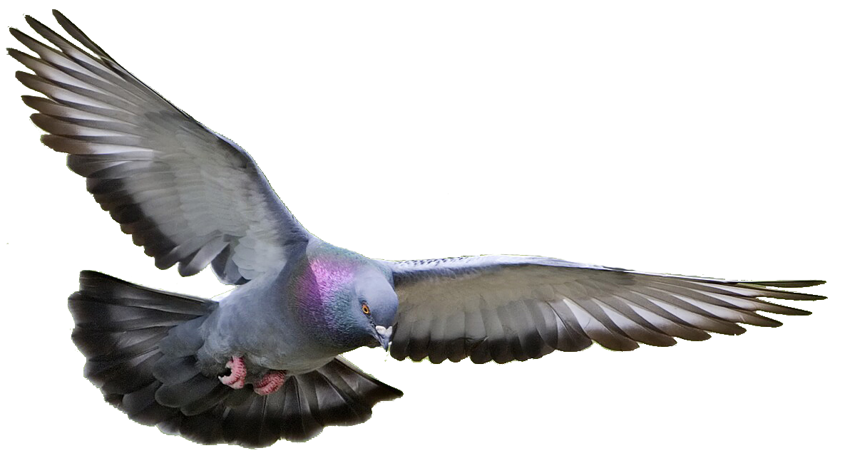 Peace Pigeon Free Transparent Image HQ PNG Image