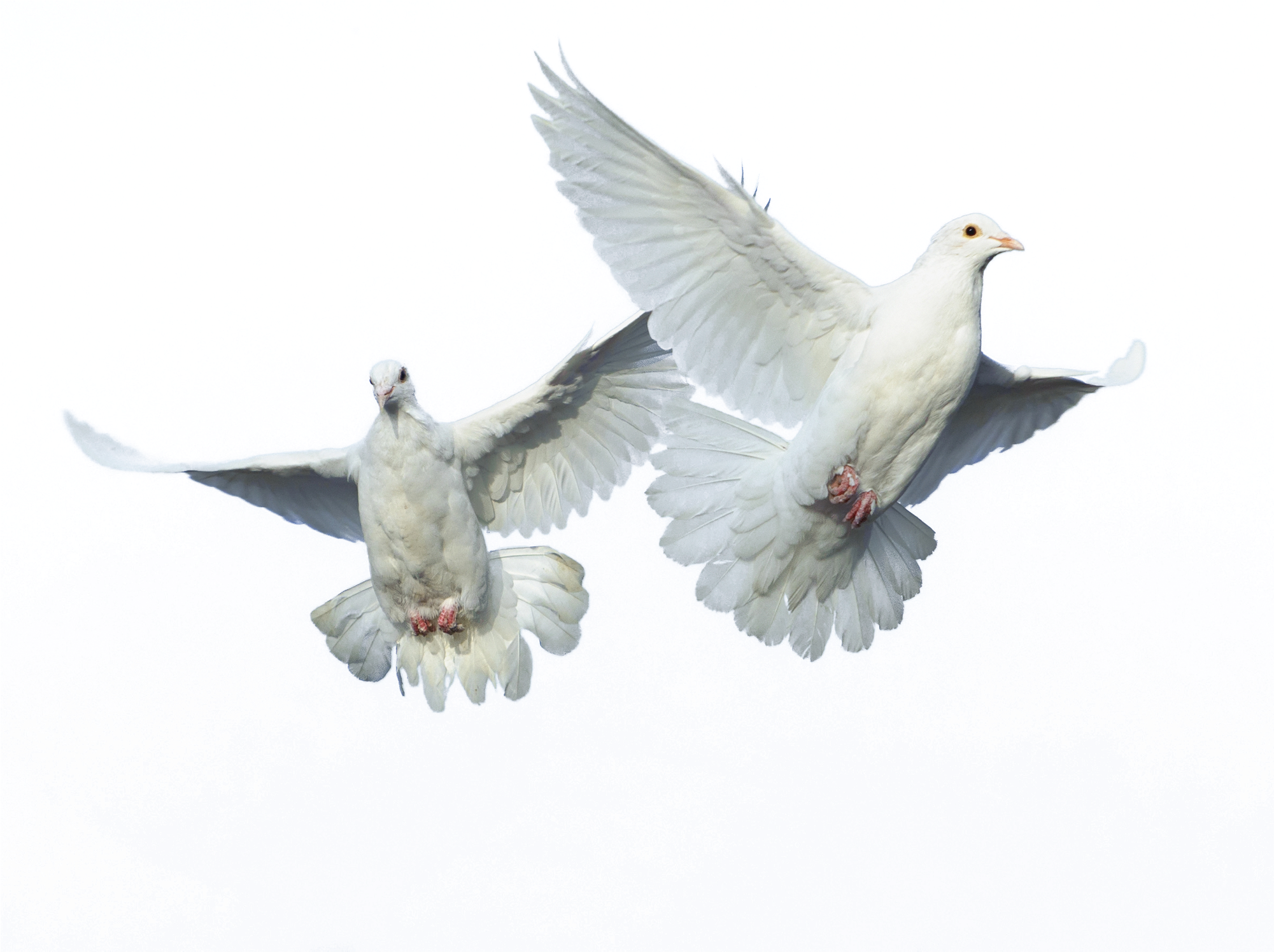 Peace Pigeon Free PNG HQ PNG Image
