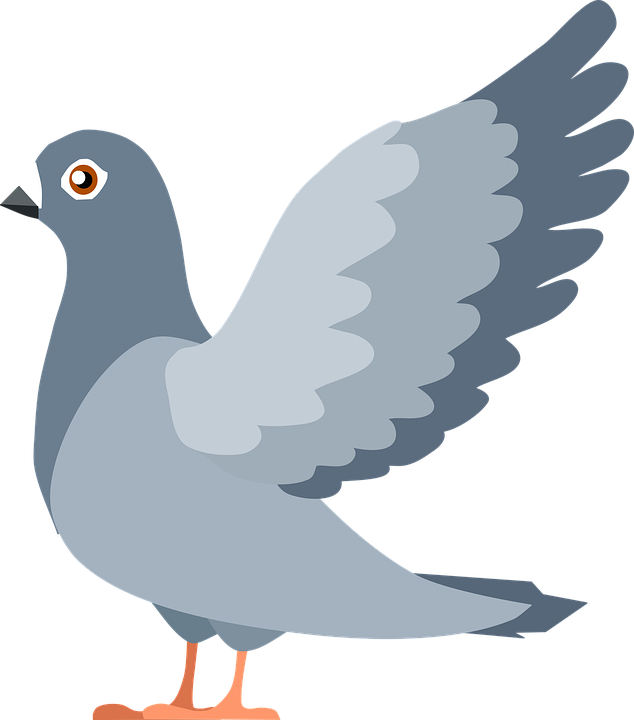 Vector Pigeon Peace HD Image Free PNG Image