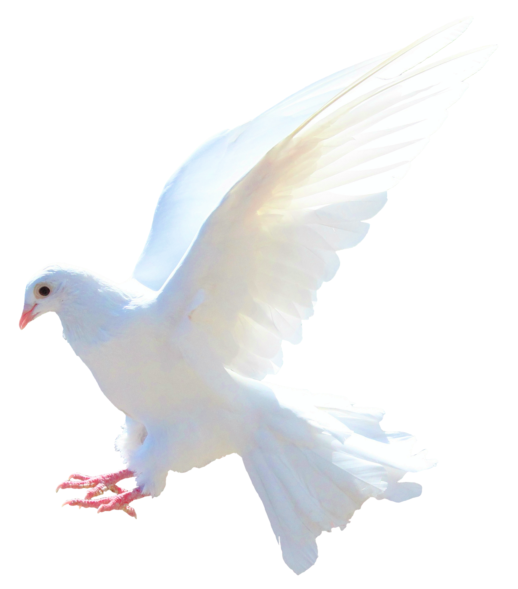 White Peace Pigeon Free Transparent Image HQ PNG Image