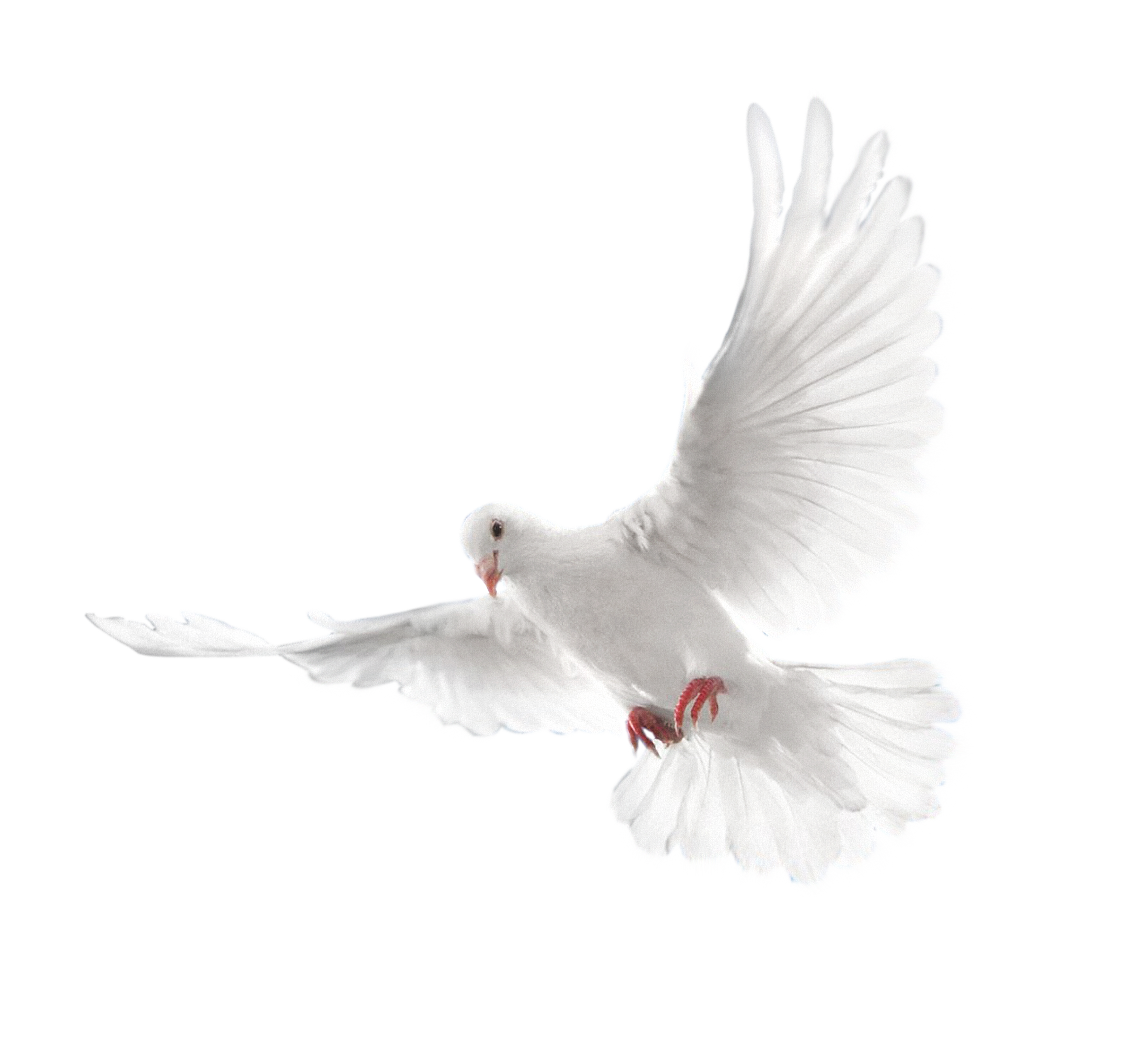 White Peace Pigeon Free Transparent Image HD PNG Image