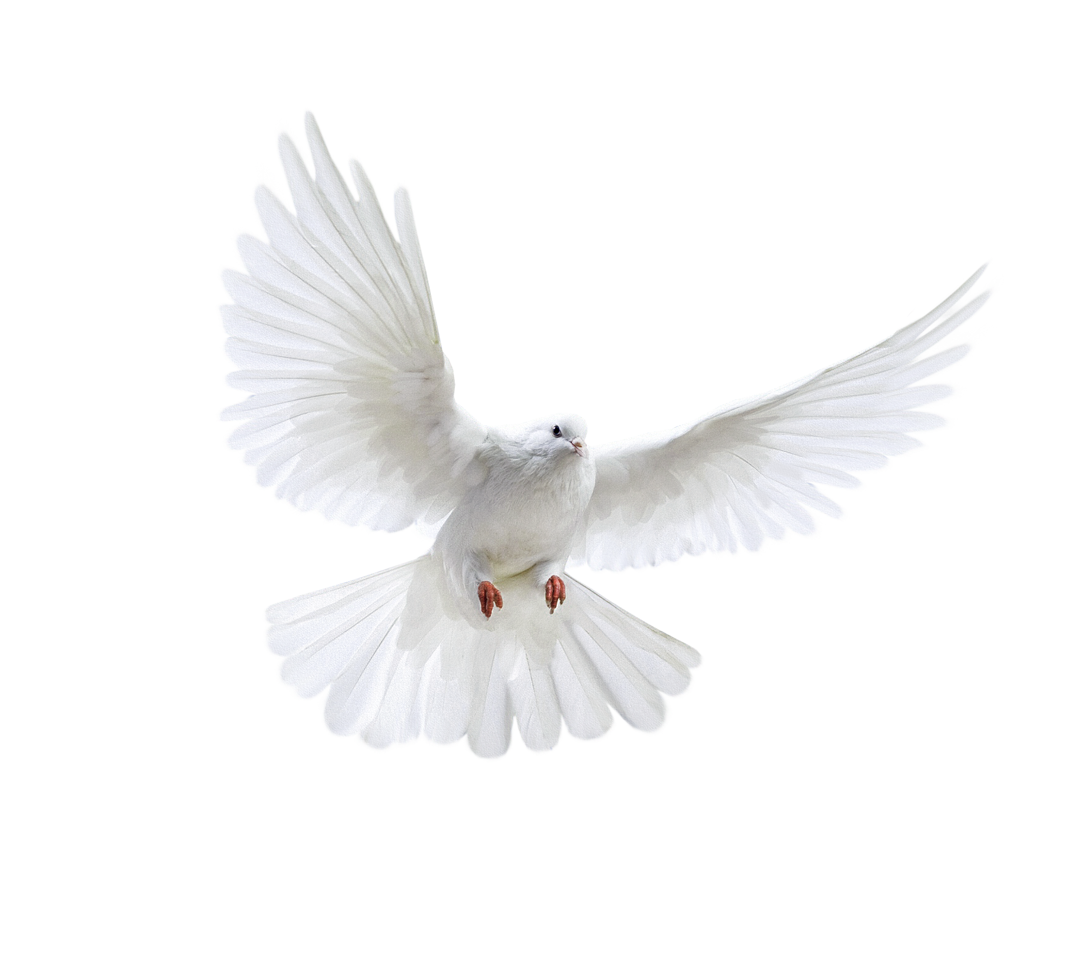 Photos White Peace Pigeon HQ Image Free PNG Image