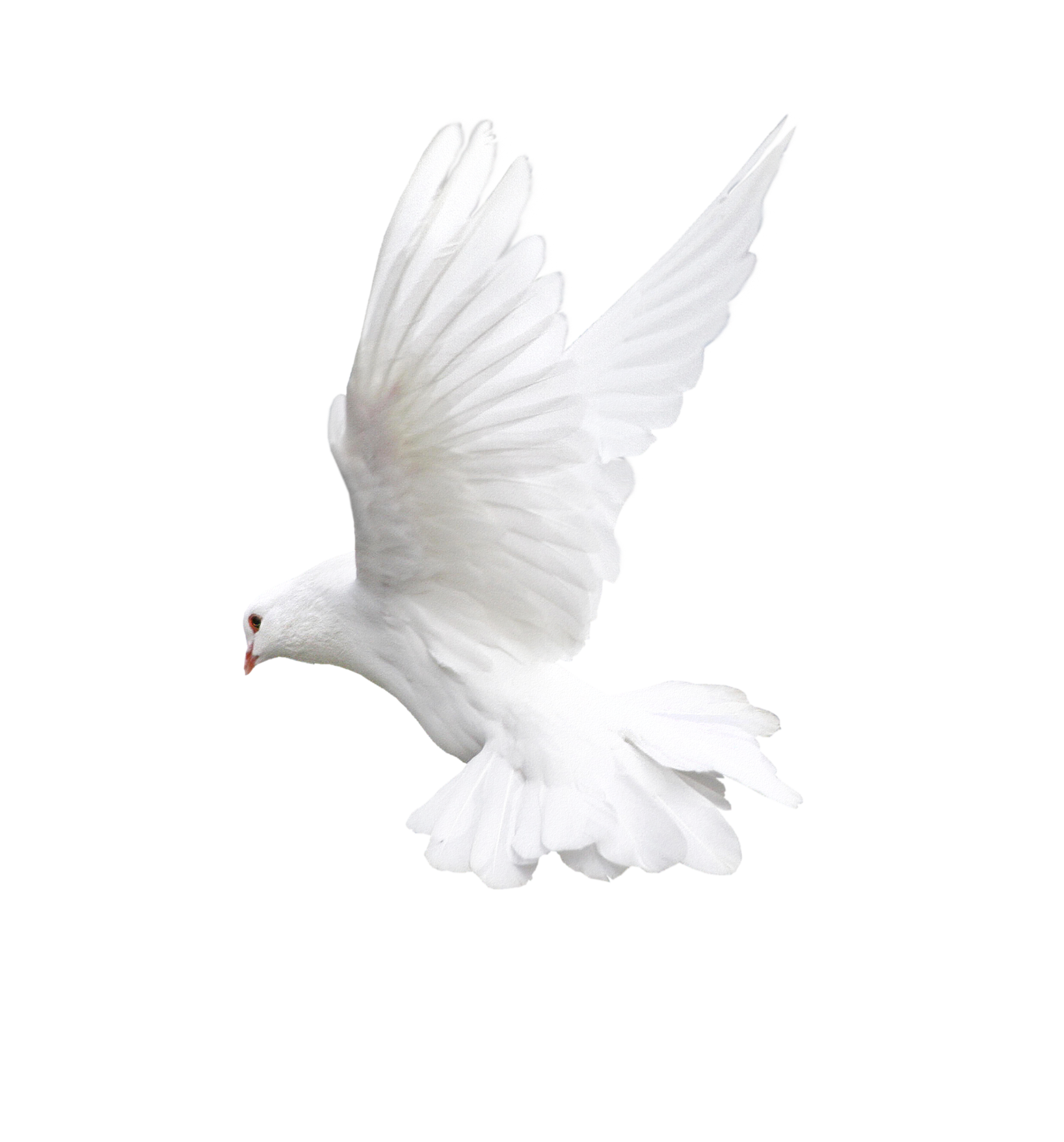White Flying Pigeon HD Image Free PNG Image