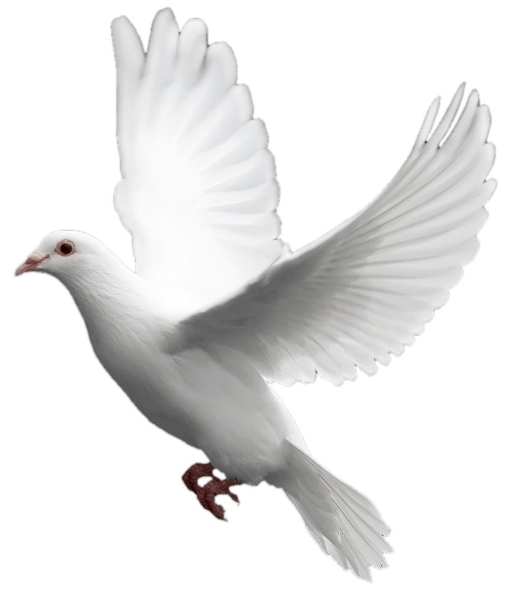 White Flying Pigeon PNG Download Free PNG Image