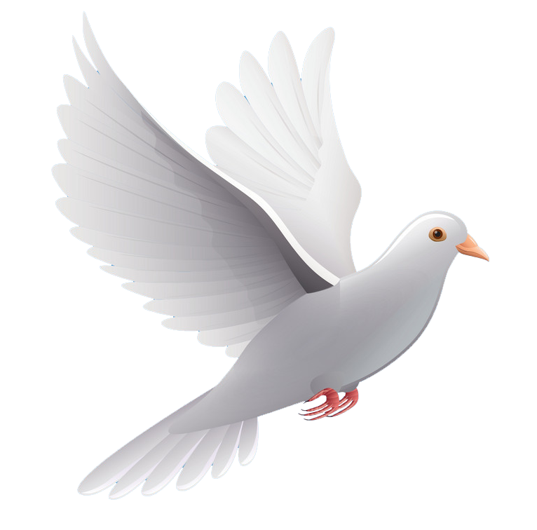 White Peace Pigeon PNG Download Free PNG Image