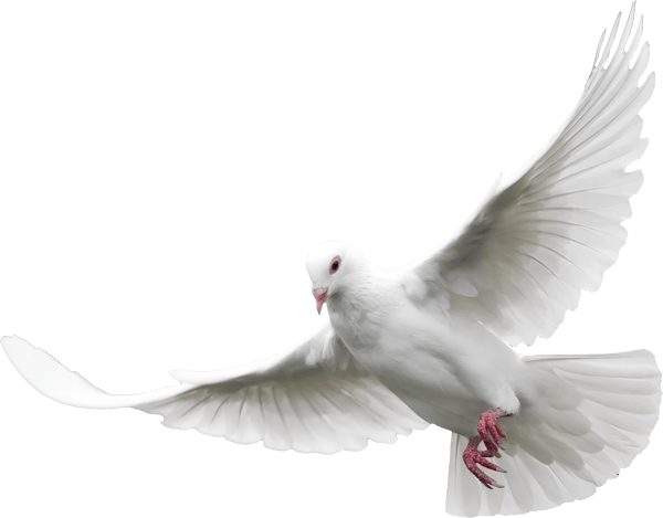 White Peace Pigeon Download HD PNG Image