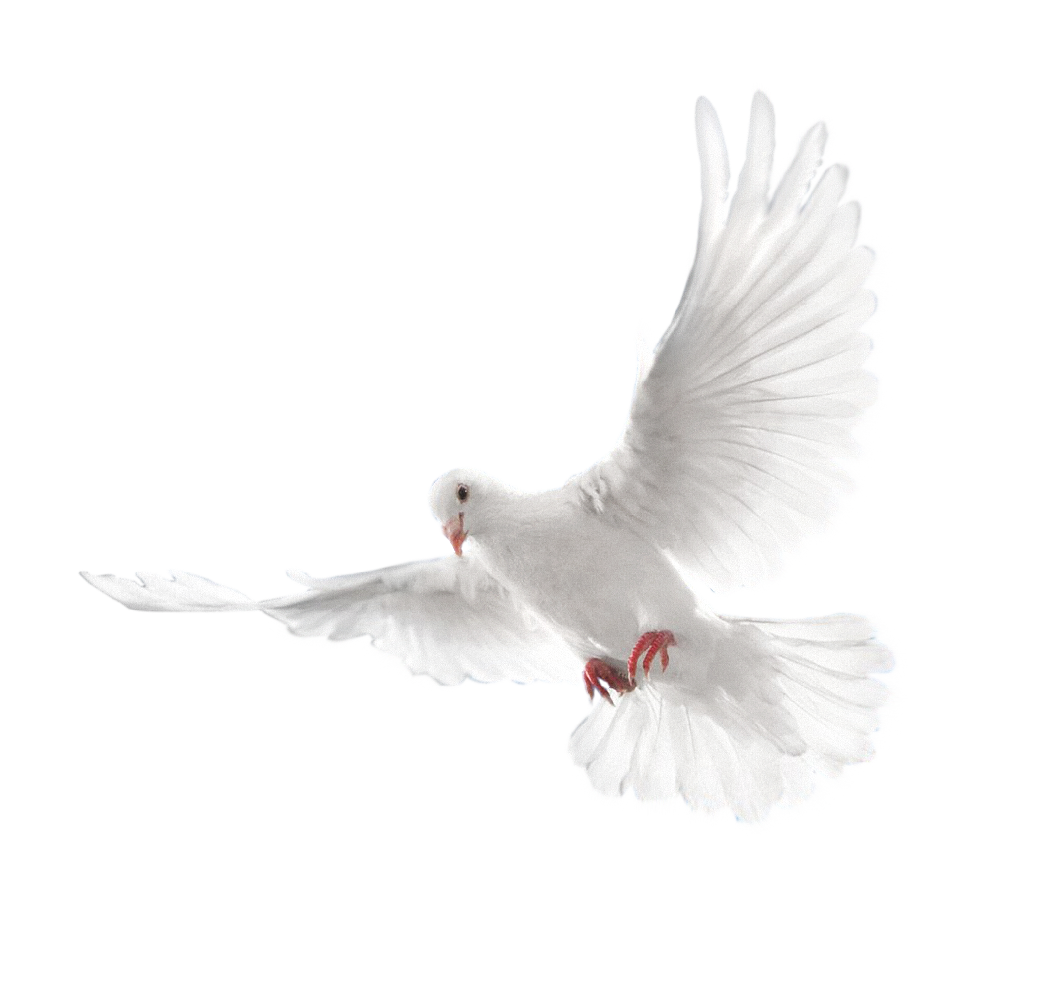 Pic White Peace Pigeon PNG File HD PNG Image