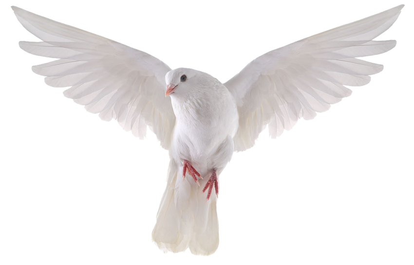 White Peace Pigeon HQ Image Free PNG Image