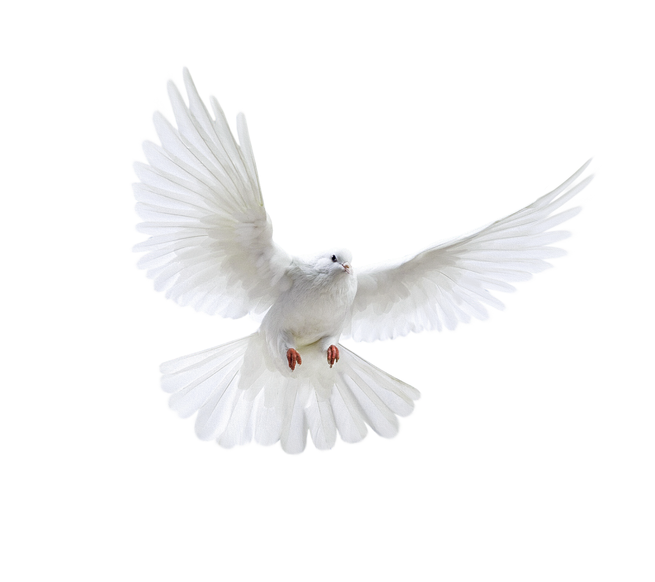 White Peace Pigeon PNG Download Free PNG Image