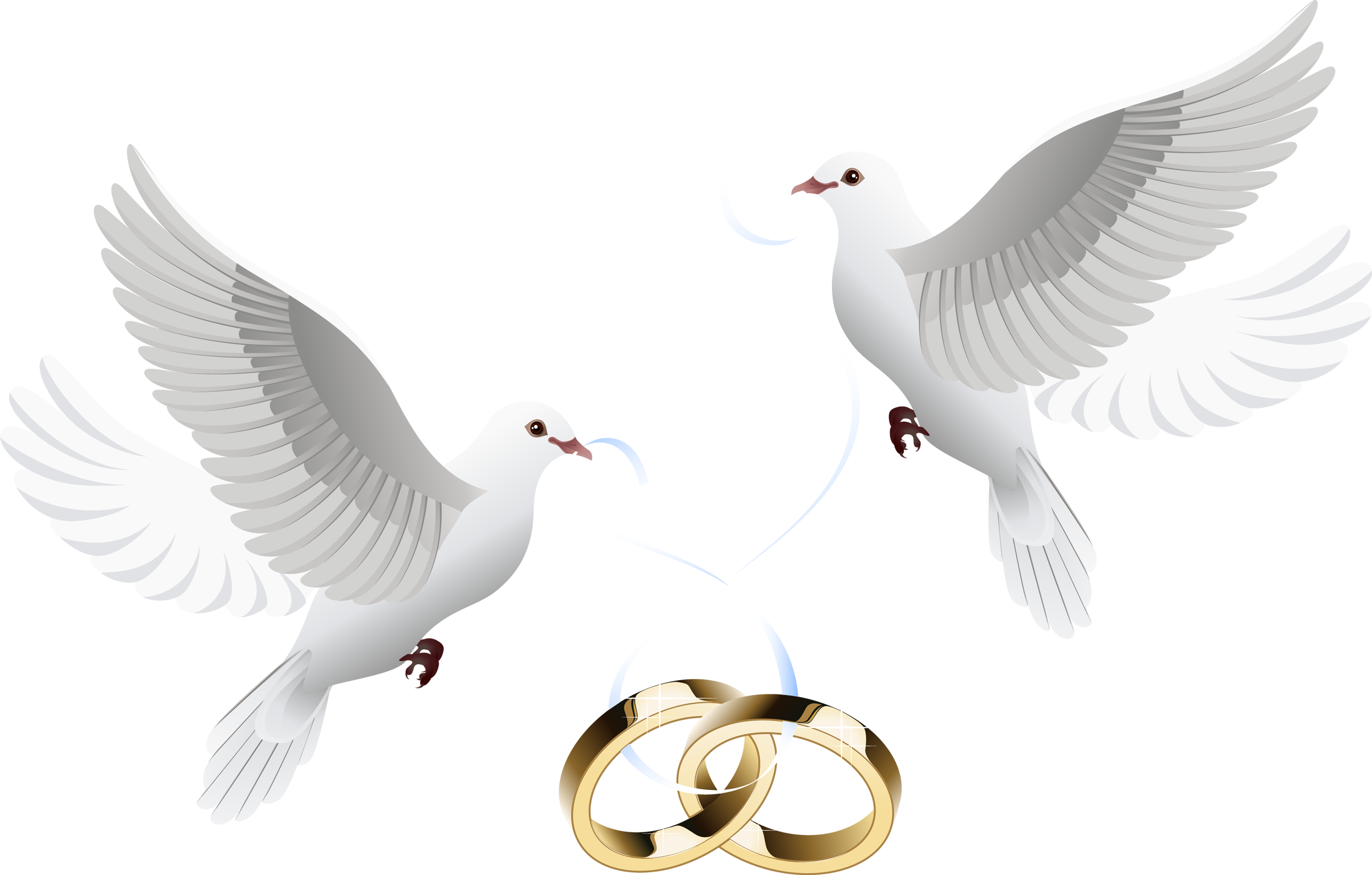 Love Pigeon Wedding Free Clipart HQ PNG Image