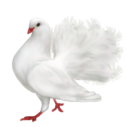 Dove White Pigeon HD Image Free PNG Image
