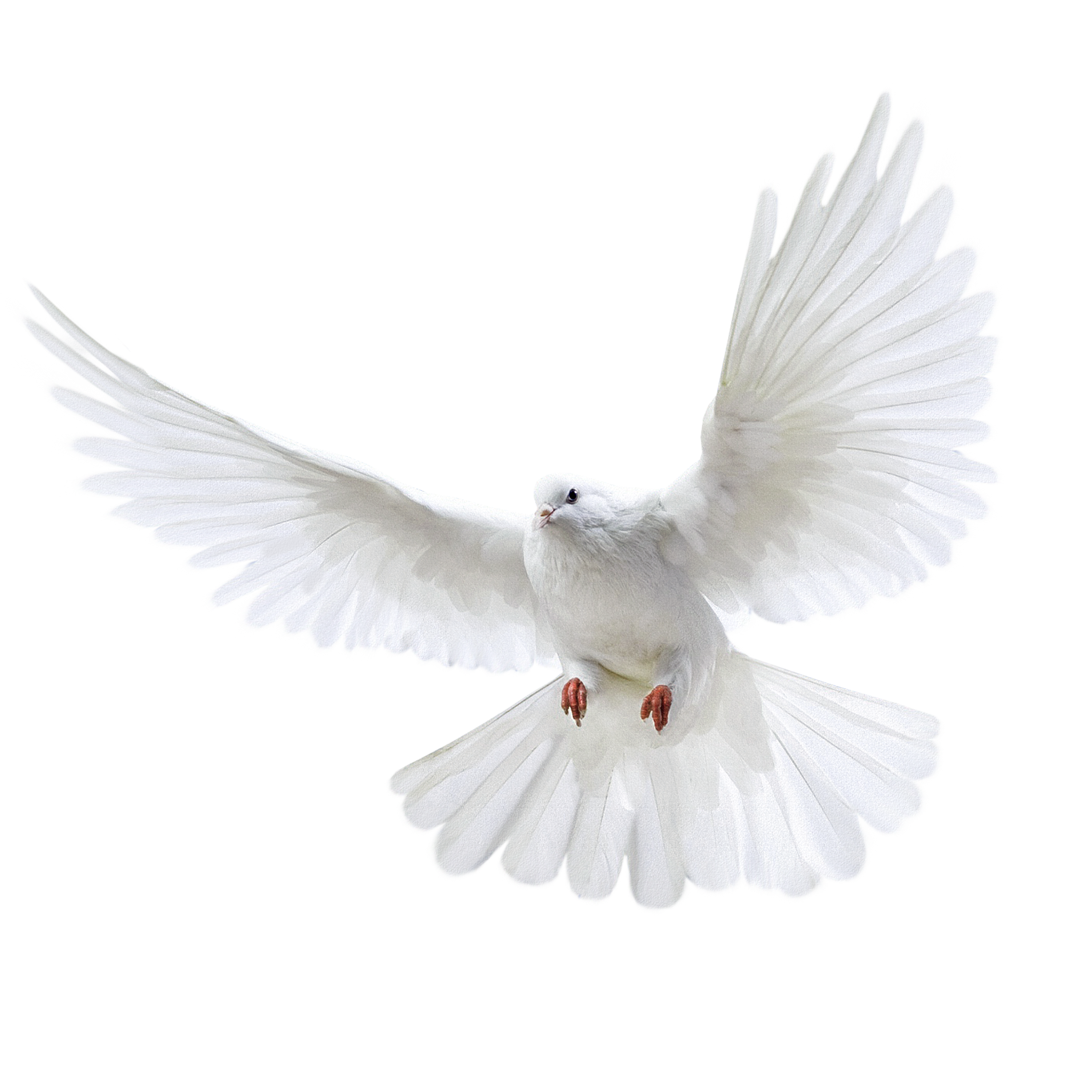 Dove White Pigeon Photos Free PNG HQ PNG Image