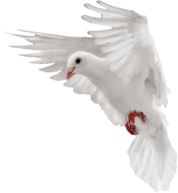 Dove White Pigeon Free Download PNG HQ PNG Image