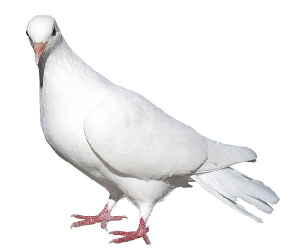 White Pic Pigeon Free Download PNG HQ PNG Image