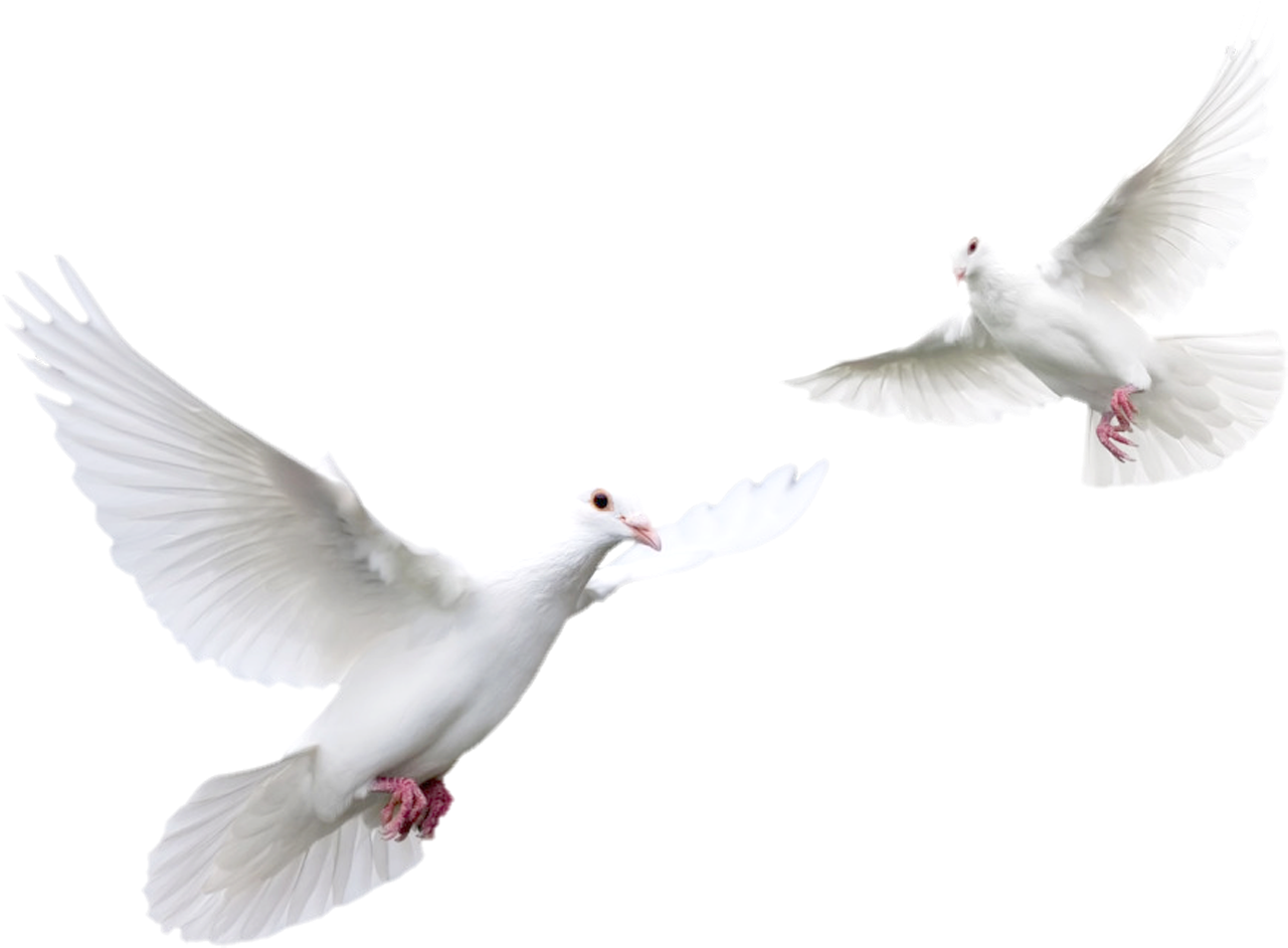 White Pigeon HQ Image Free PNG Image