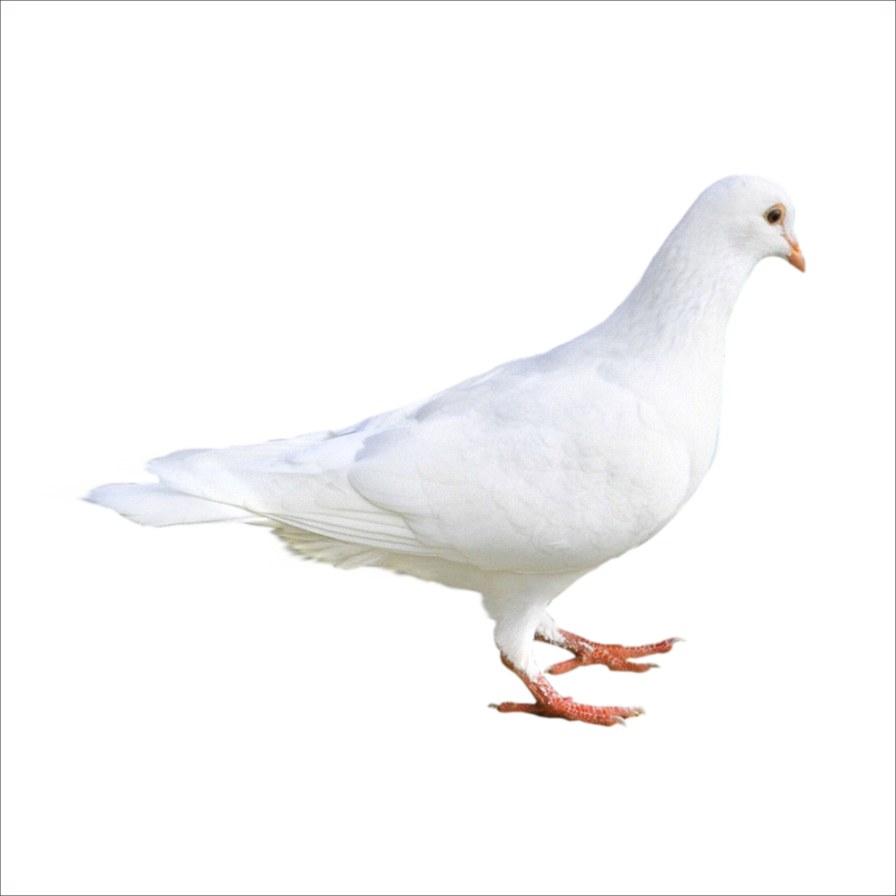 White Pigeon Free Download Image PNG Image