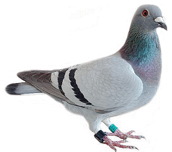 Pigeon Png Image PNG Image