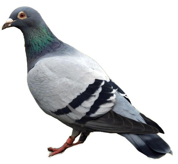 Pigeon Png Image PNG Image