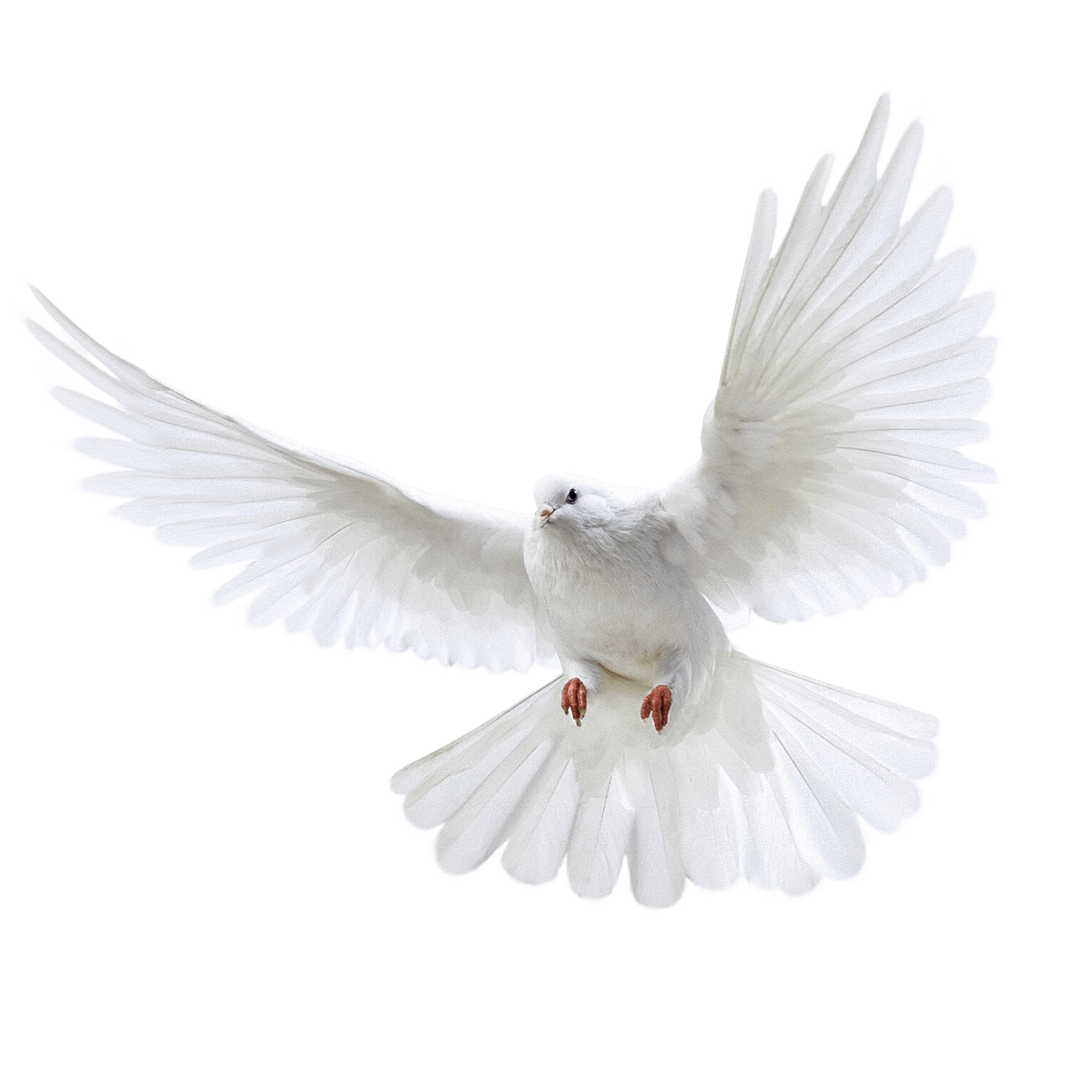 White Flying Pigeon Png Image PNG Image