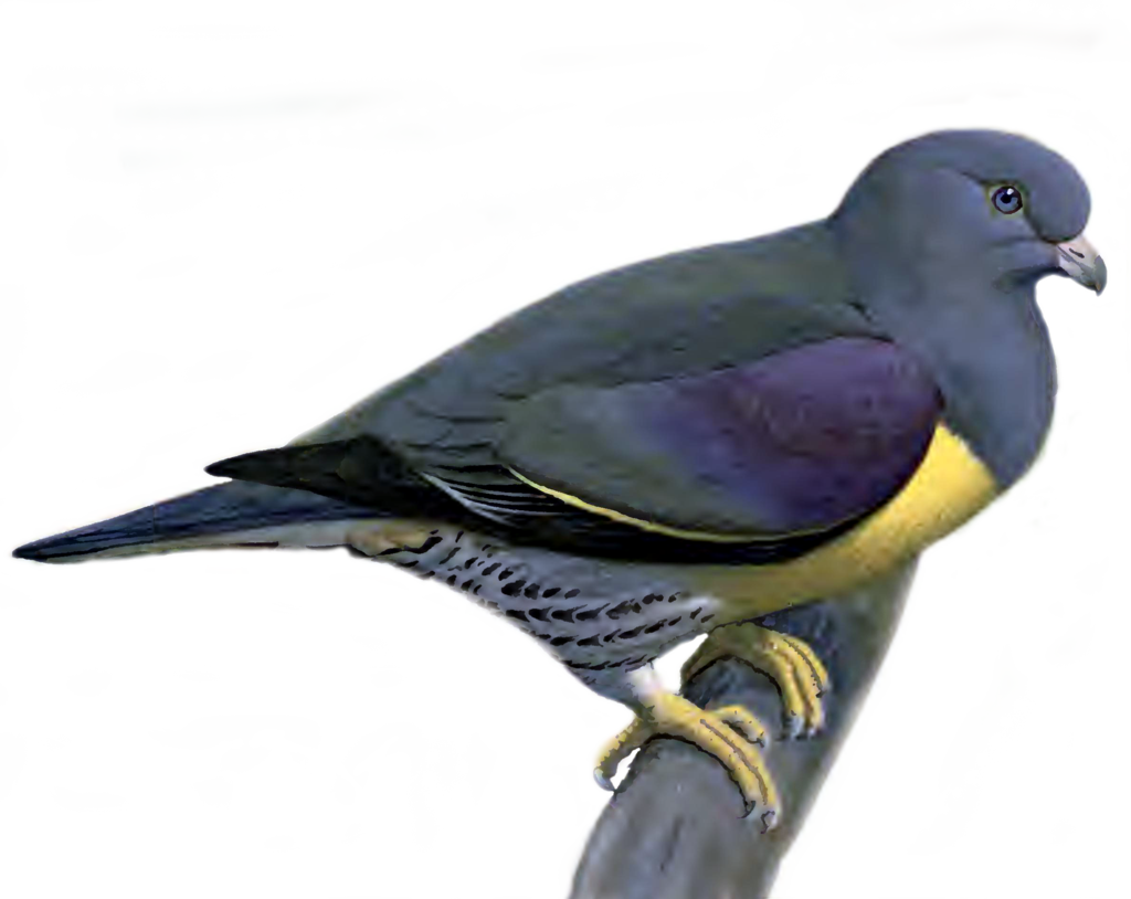 Pigeon Png Picture PNG Image