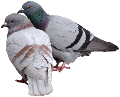 Pigeon Png Pic PNG Image