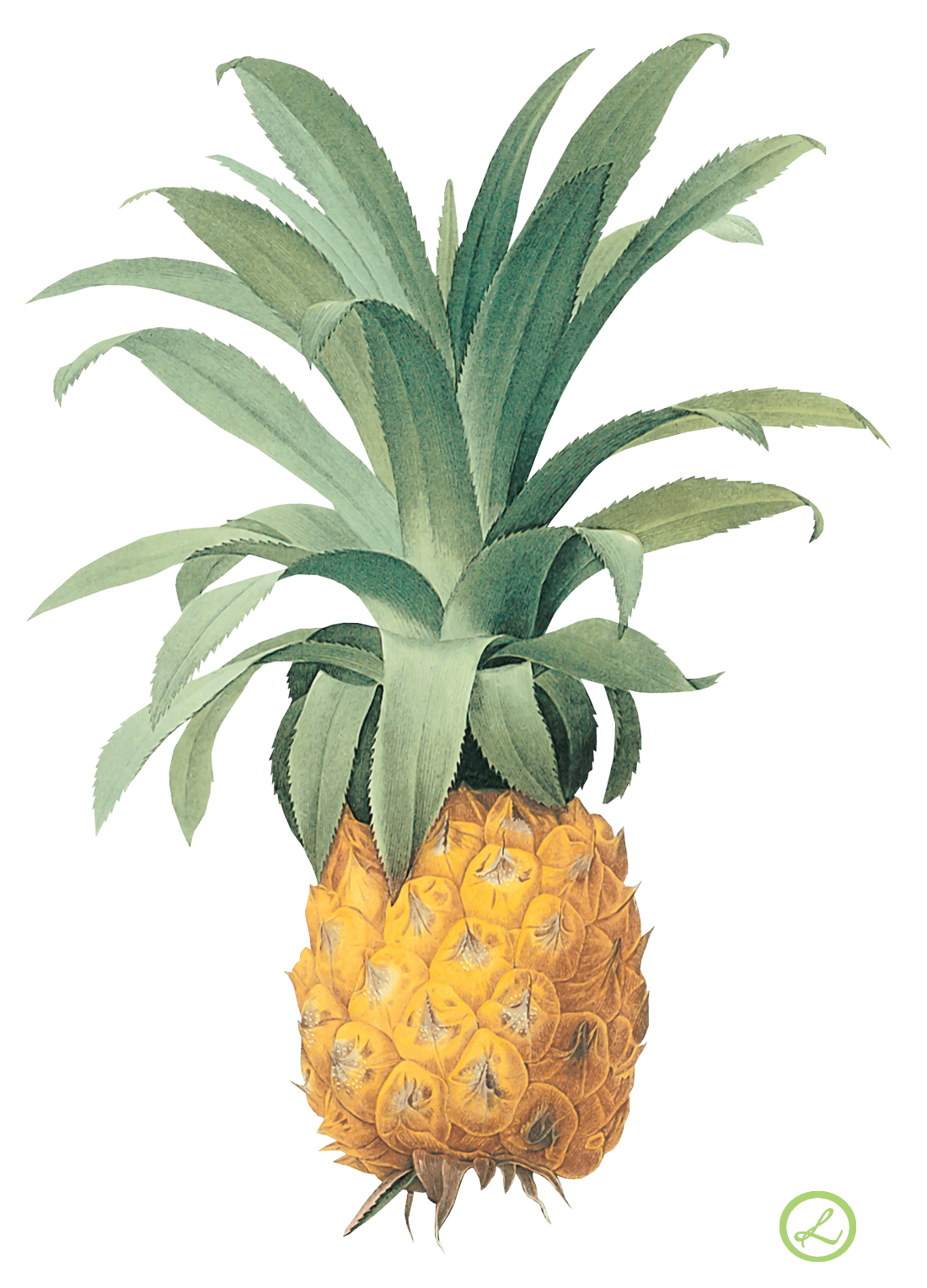 Pineapple Png Image Download PNG Image