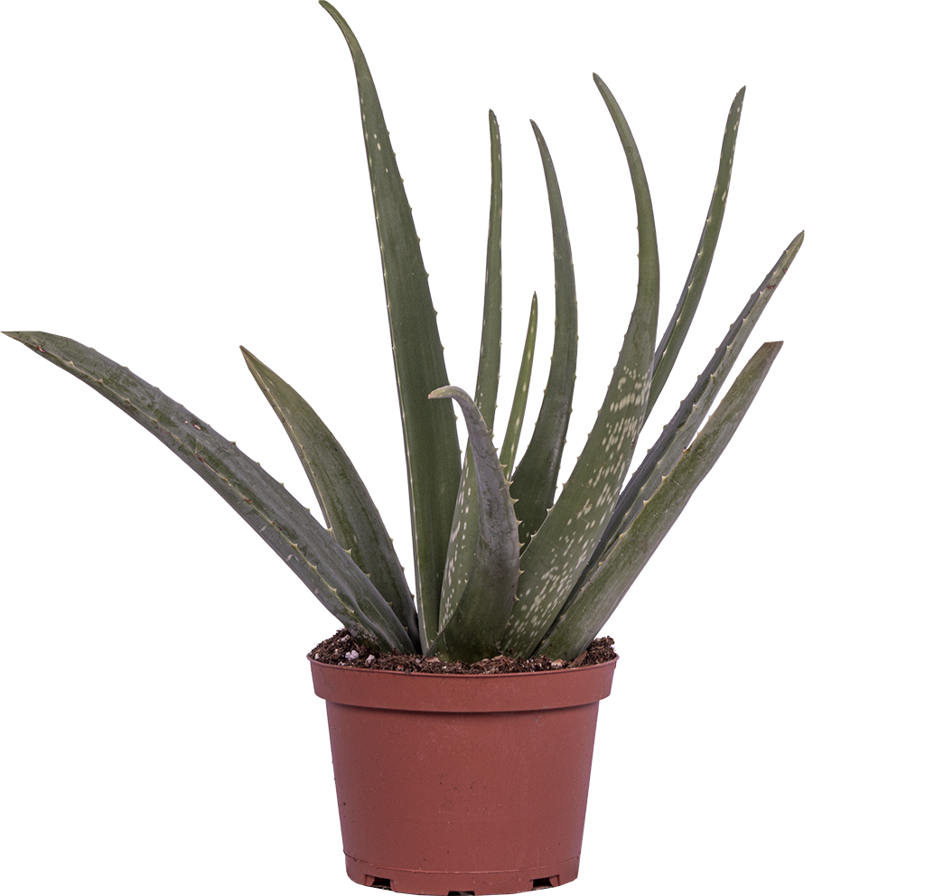 Vera Potted Aloe Free Download Image PNG Image