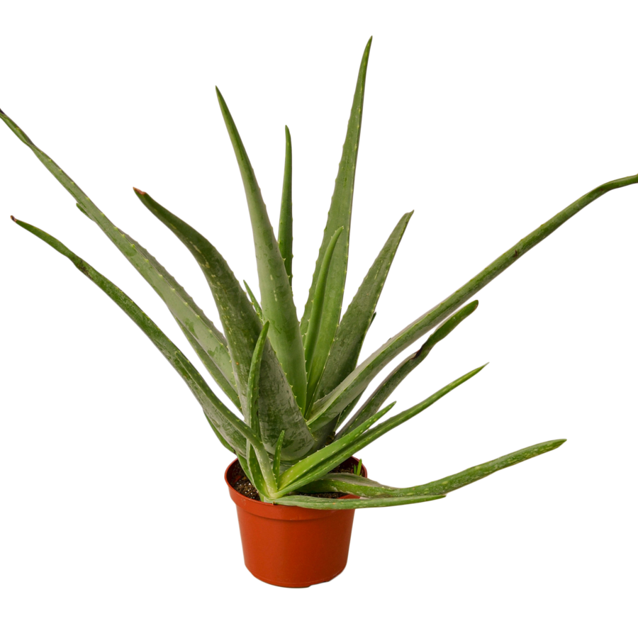 Vera Potted Aloe HD Image Free PNG Image