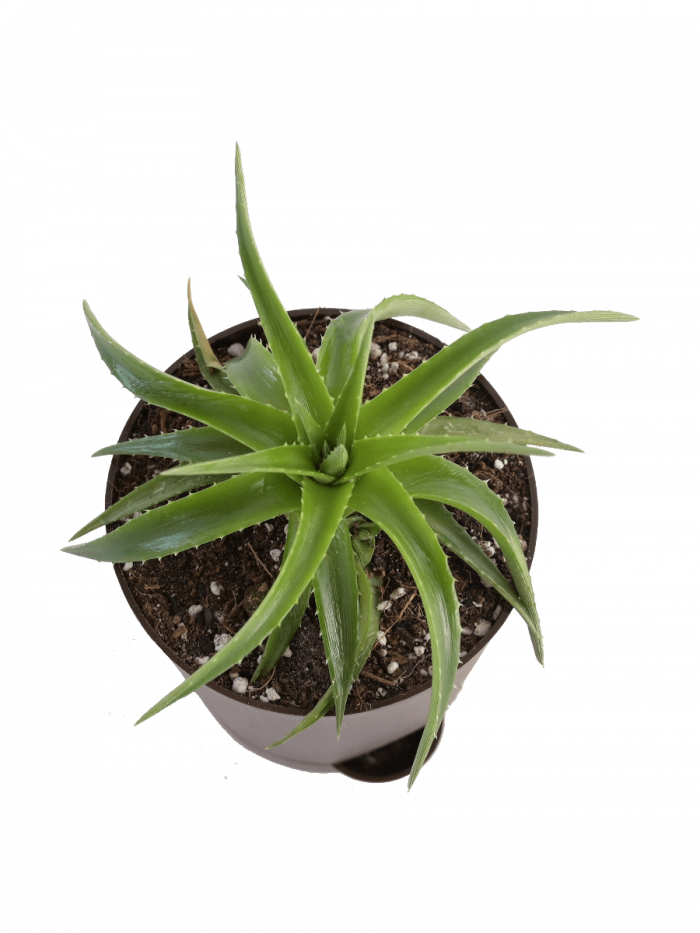 Vera Images Potted Aloe Free PNG HQ PNG Image