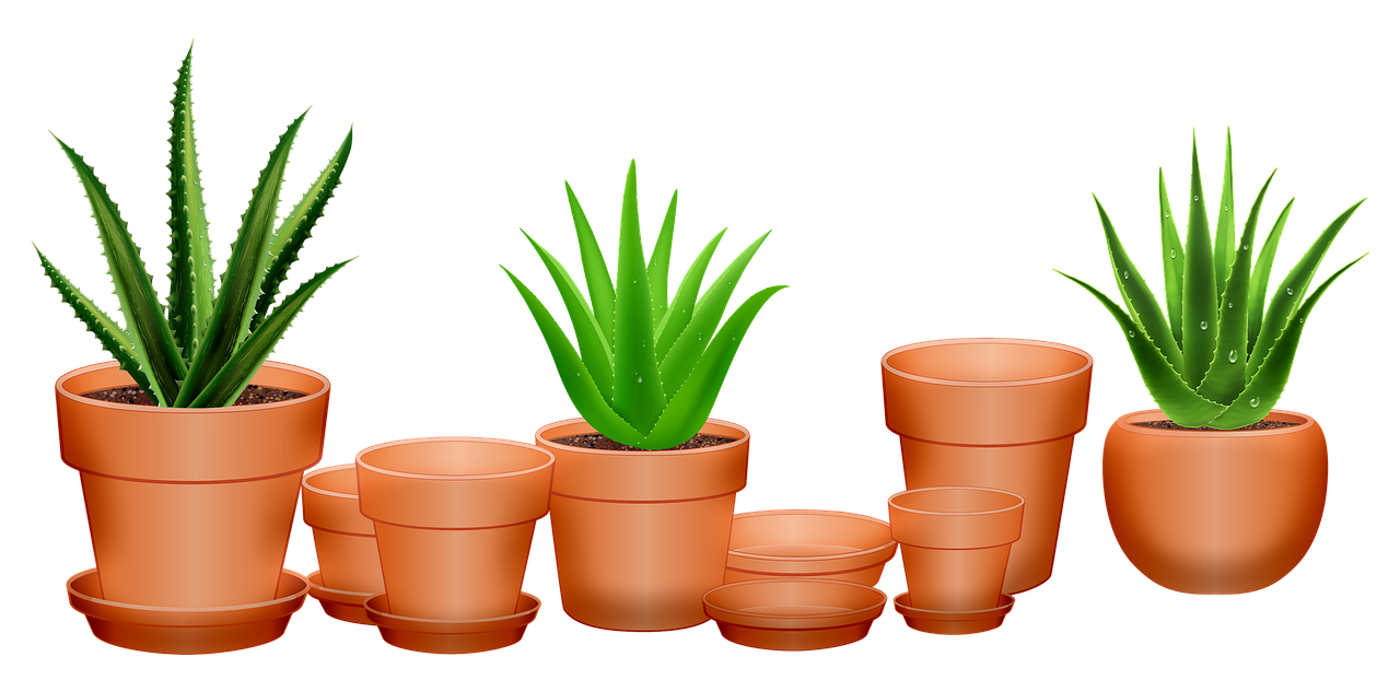 Vera Picture Potted Aloe Download Free Image PNG Image