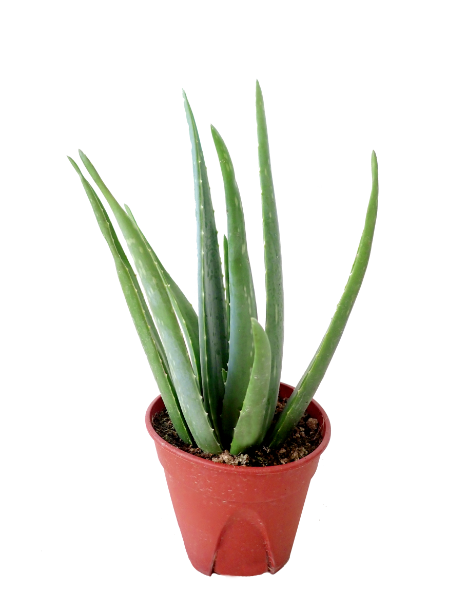Vera Potted Aloe Free Clipart HD PNG Image