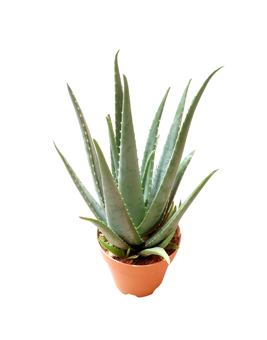 Vera Picture Potted Aloe Free Download PNG HD PNG Image