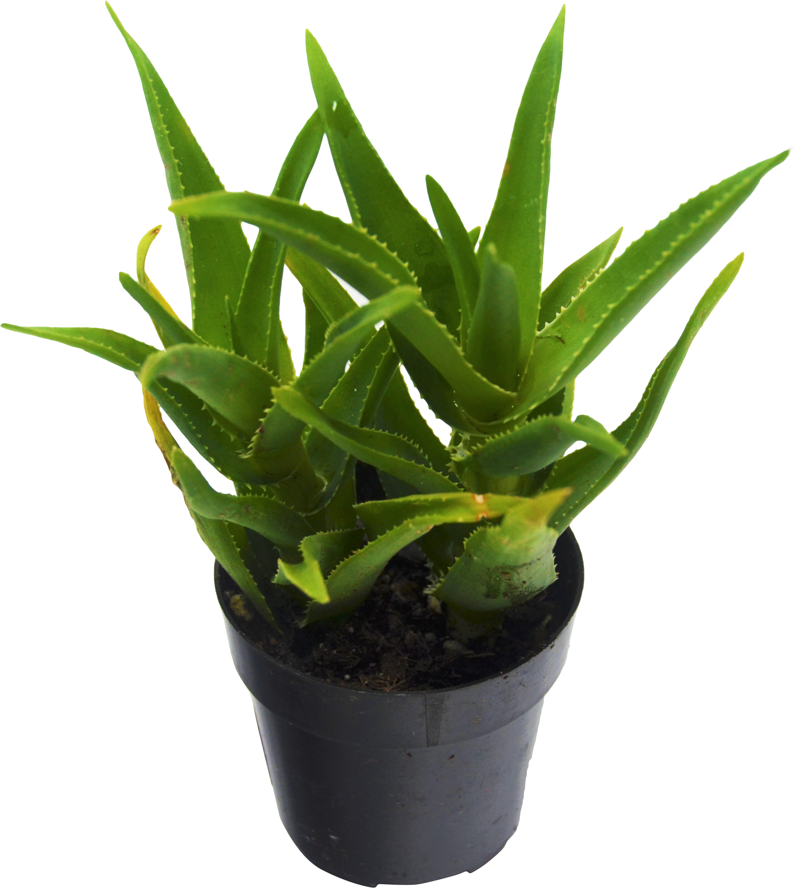 Vera Potted Aloe Download HD PNG Image