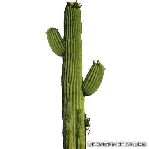 Transparent Cactus Plant PNG Image