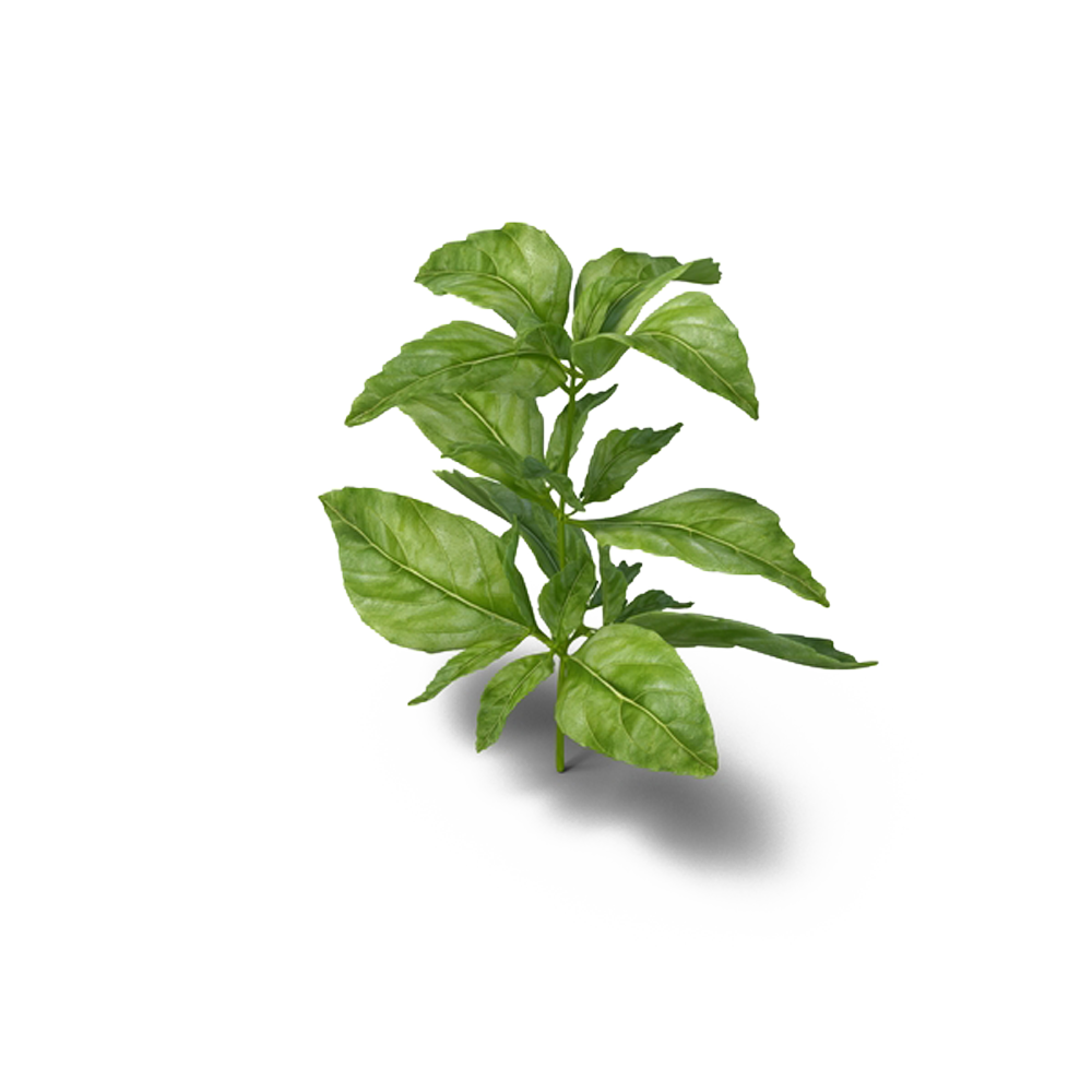 Basil Herb Plants Parsley Medicinal Free Download PNG HD PNG Image