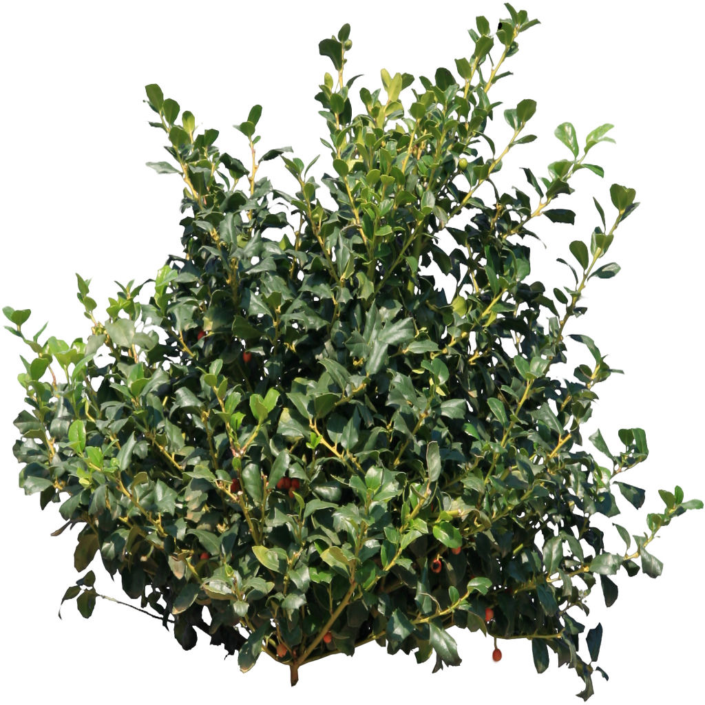 Evergreen Poster Leaf Fortnite Shrub PNG Image High Quality PNG Image