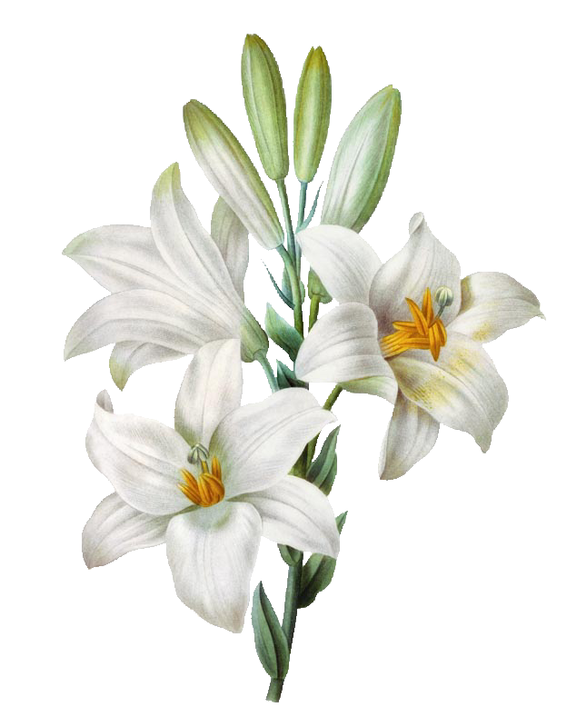 Flower Painting Watercolor Madonna Lily Easter PNG Image
