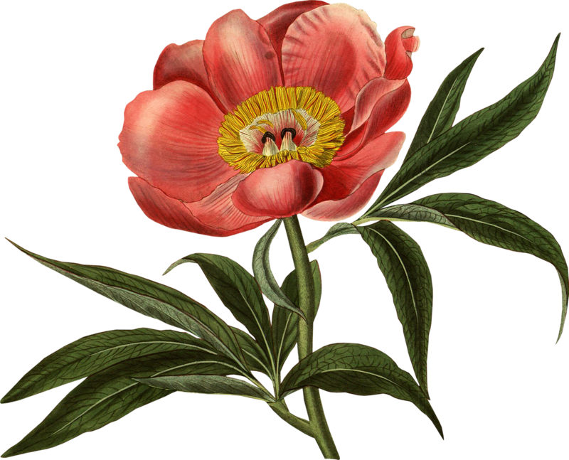 Botany Plant Flower Art Illustration Flowering Botanical PNG Image