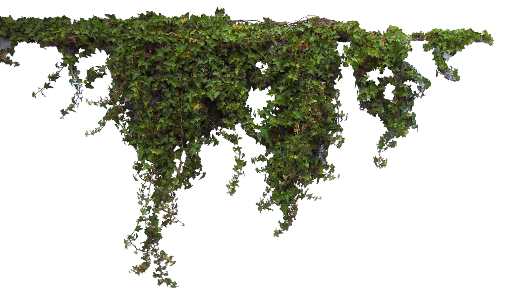 Plants Free Png Image PNG Image