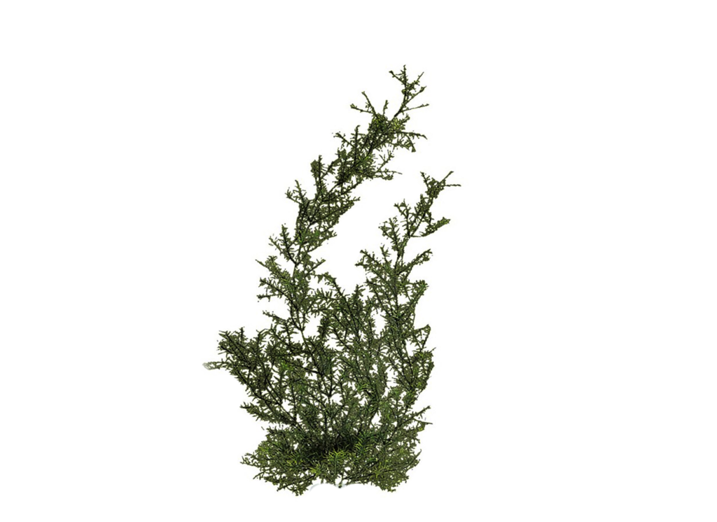 Plants Png Hd PNG Image