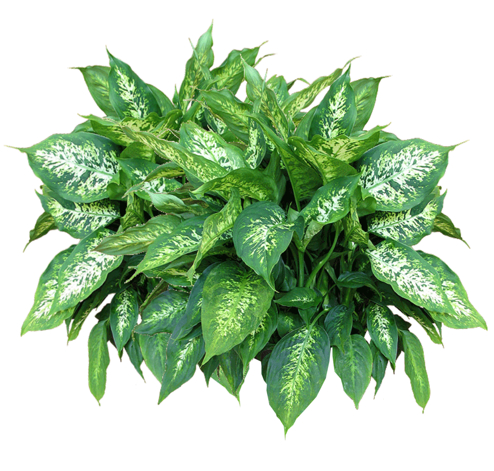 Plants Free Download Png PNG Image