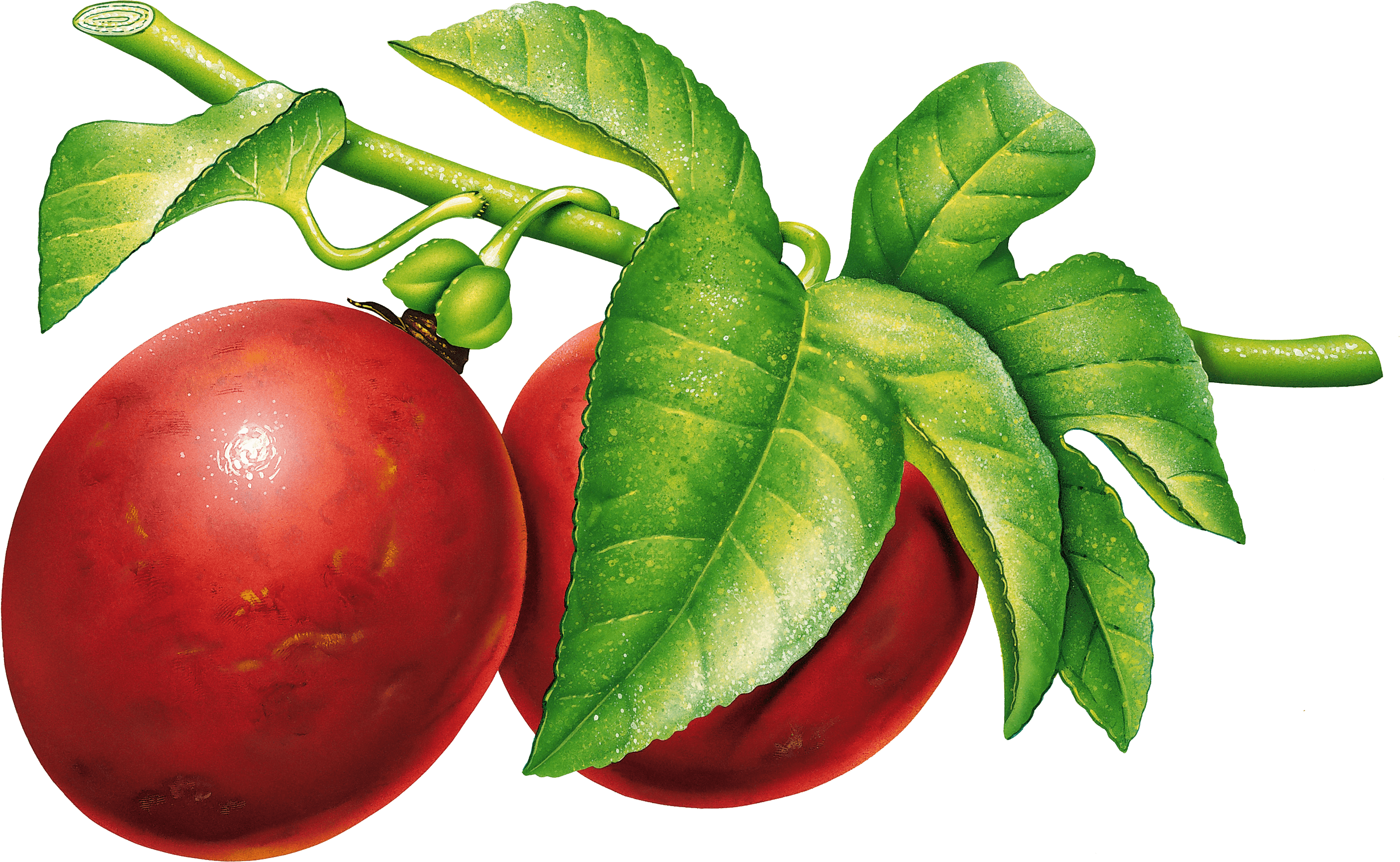 Plum Png Image PNG Image