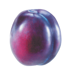 Plum Png Image PNG Image