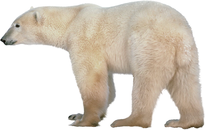 Polar Bear Transparent PNG Image