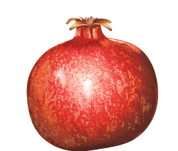 Pomegranate Png Image PNG Image